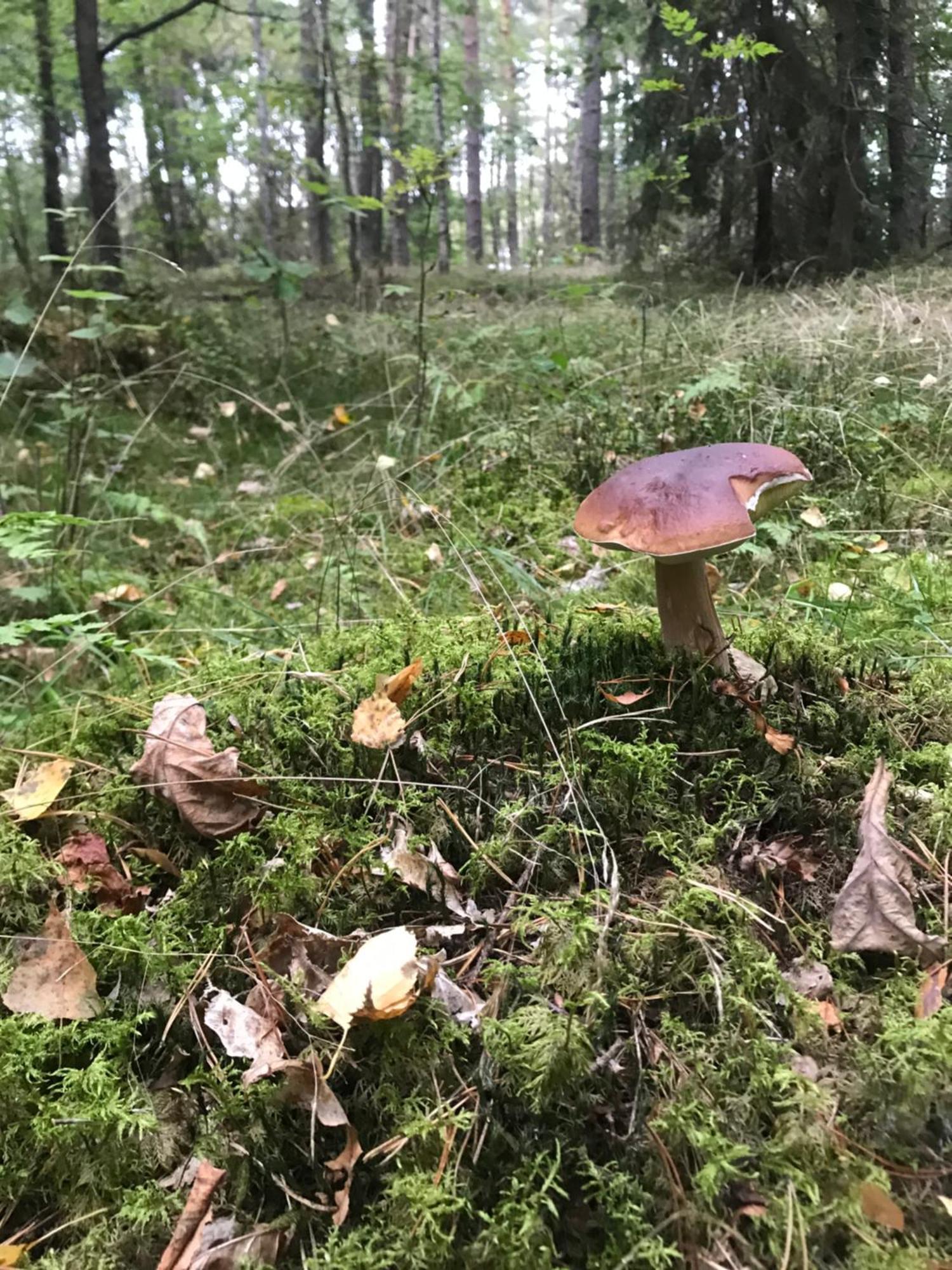 Villa Gapkowo Stare Kiejkuty Esterno foto